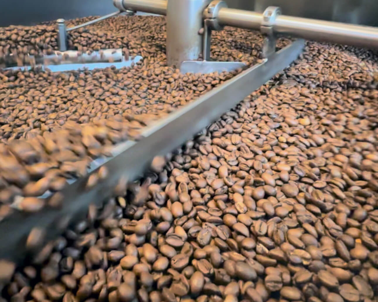 Coffee beans cooling down after being roasted